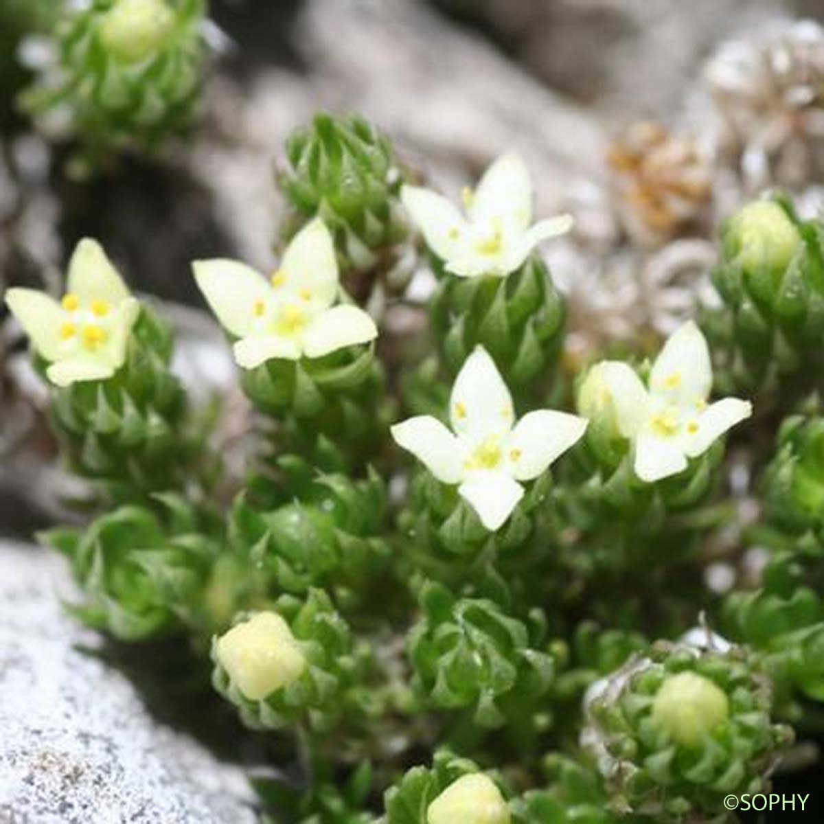 Gaillet des Pyrénées - Galium pyrenaicum