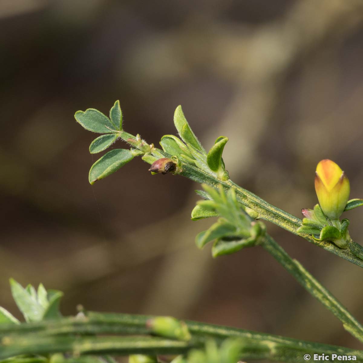 Genêt à balai - Cytisus scoparius subsp. scoparius