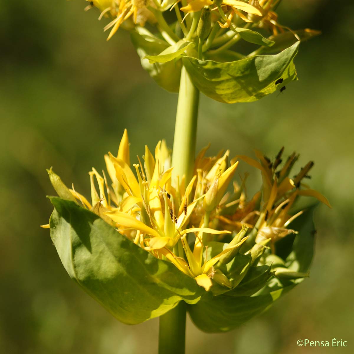 Gentiane jaune - Gentiana lutea subsp. lutea