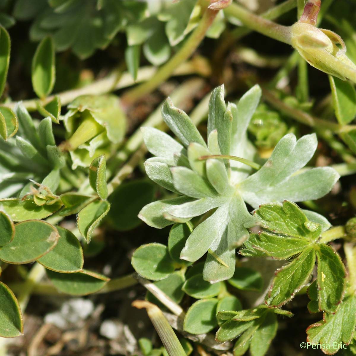 Géranium argenté - Geranium argenteum