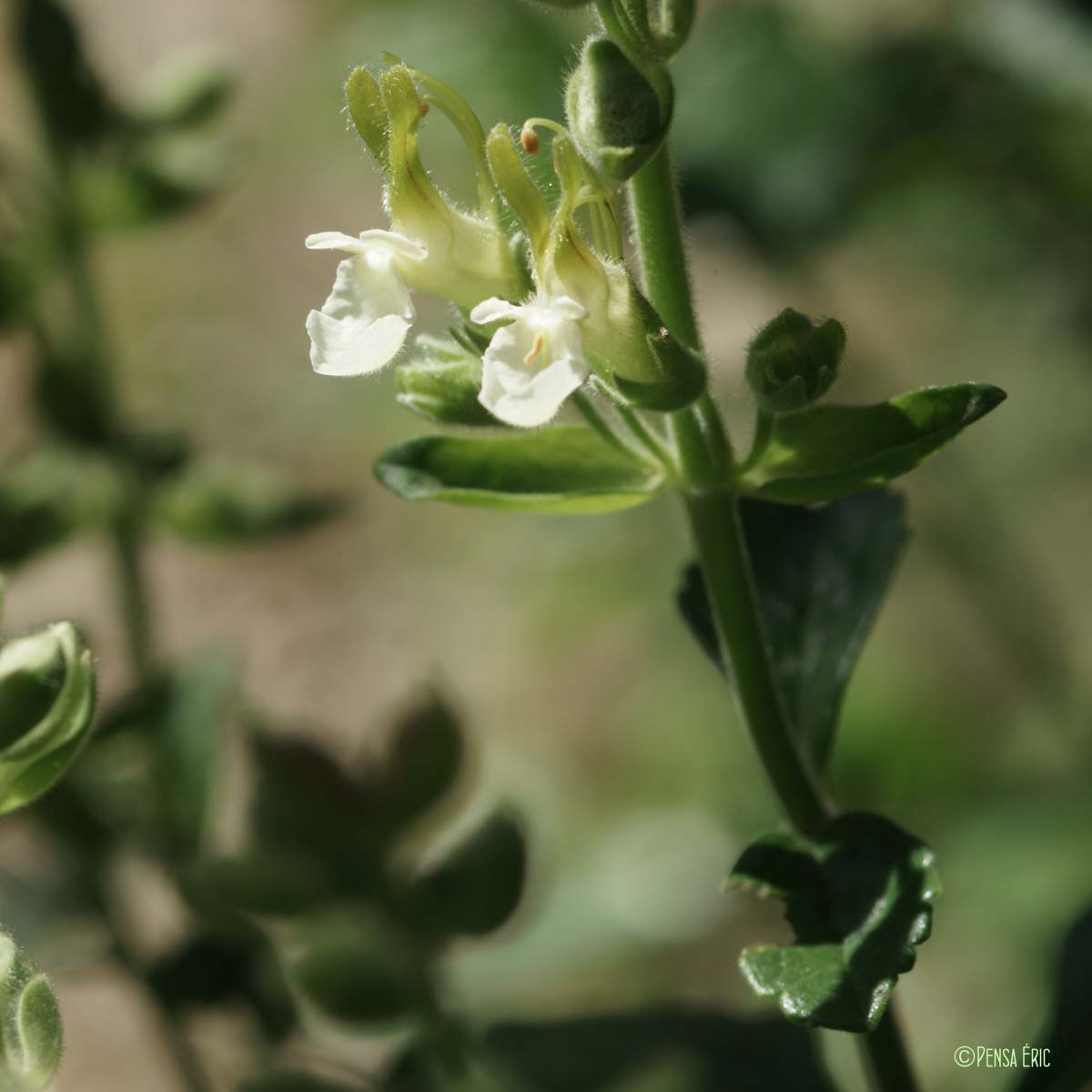 Germandrée jaune - Teucrium flavum subsp. flavum