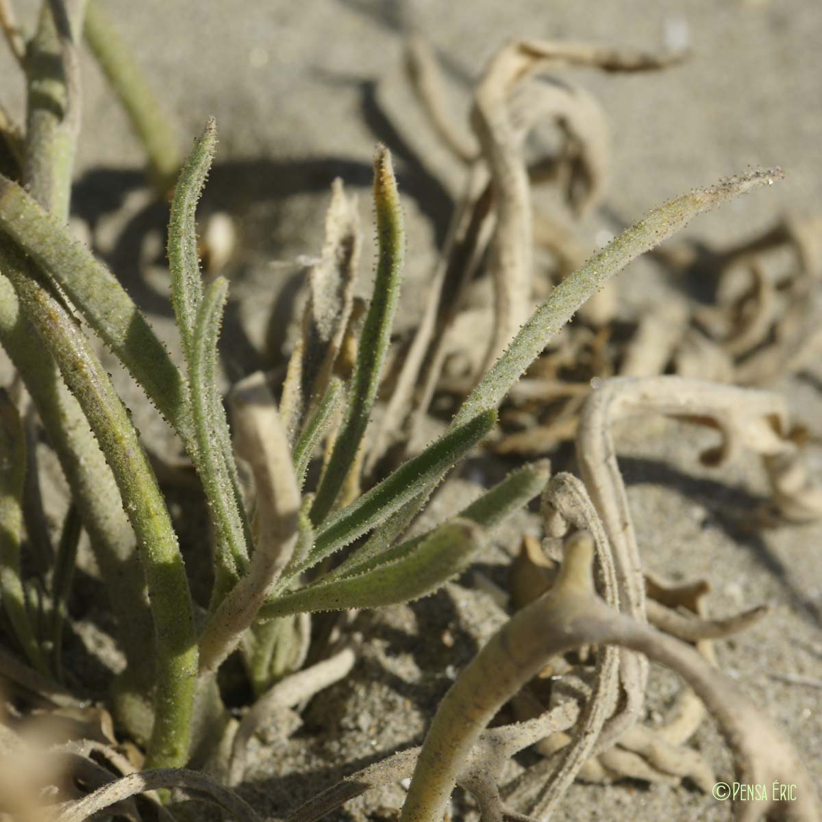 Giroflée des dunes - Matthiola sinuata