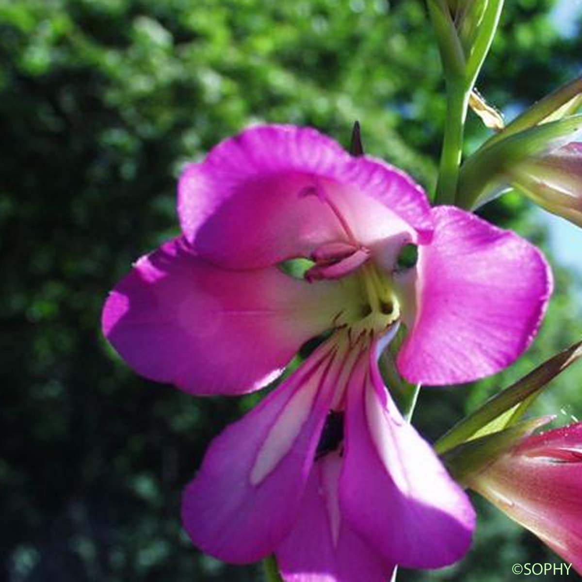 Glaïeul commun - Gladiolus communis