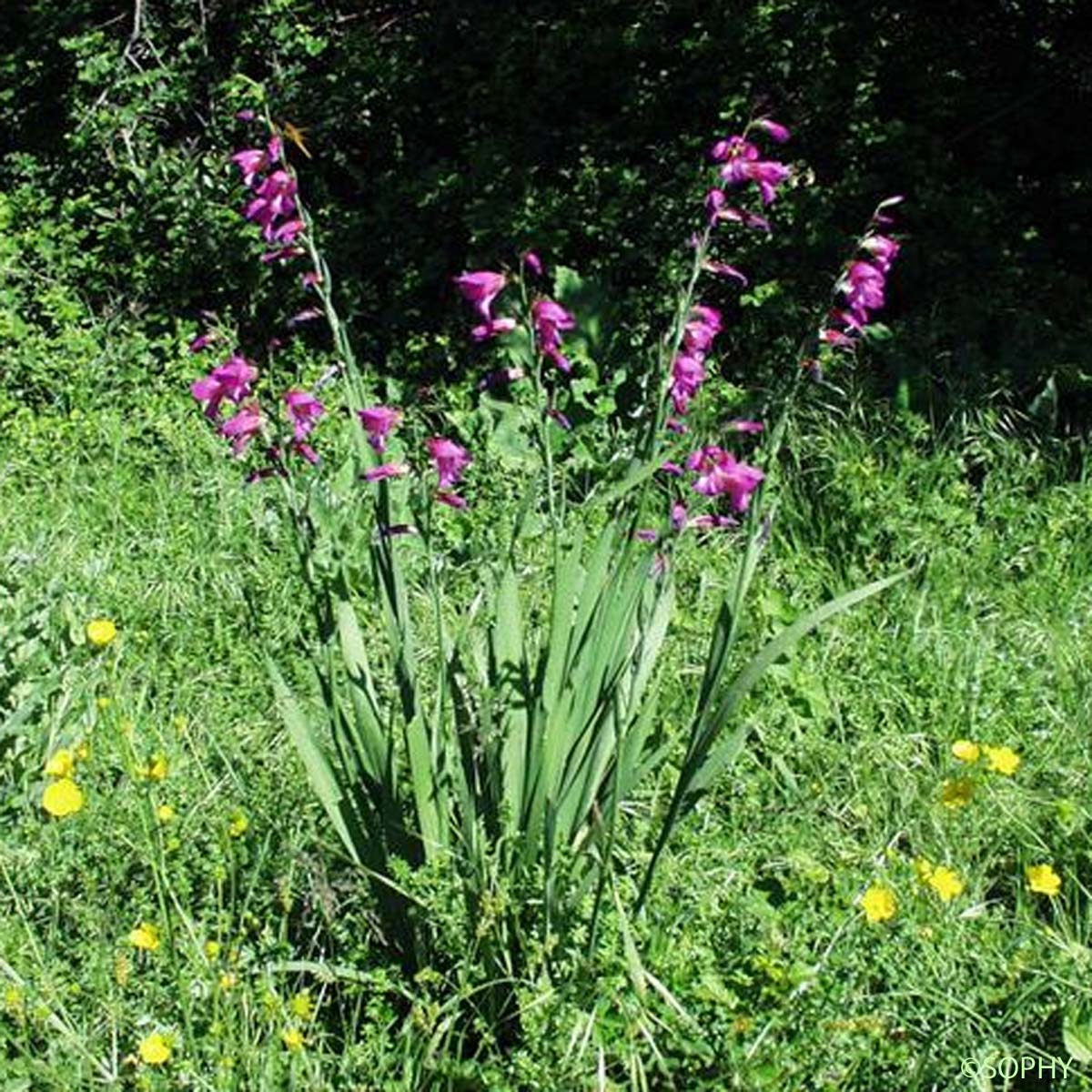 Glaïeul commun - Gladiolus communis