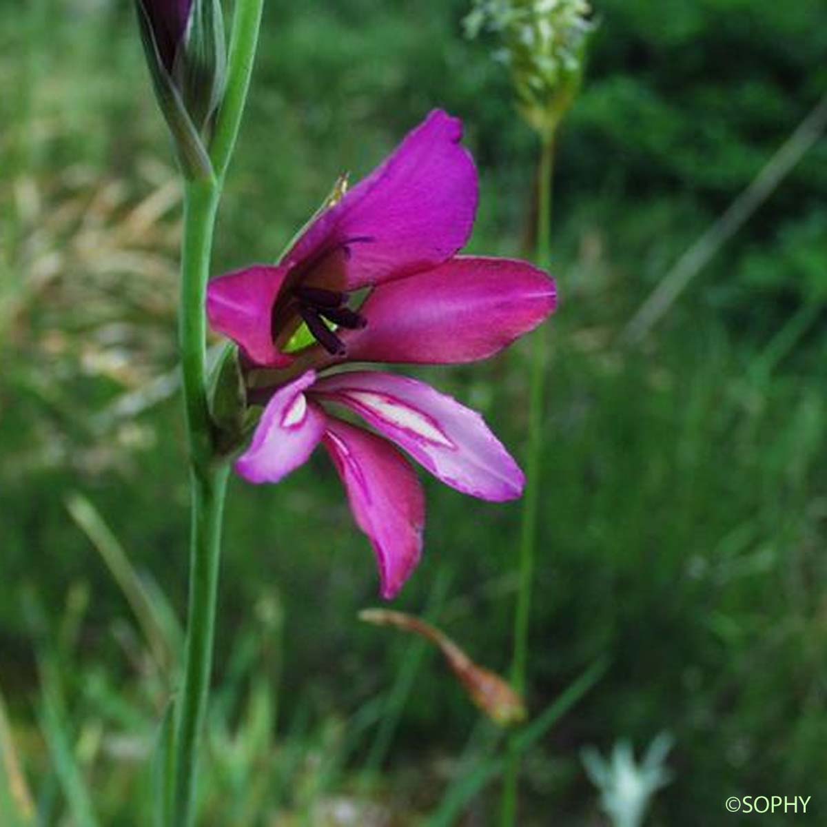 Glaïeul d'Illyrie - Gladiolus gallaecicus