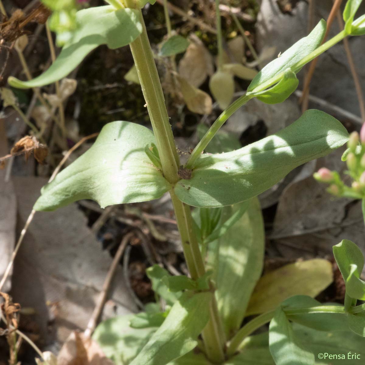 Grande Petite-centaurée - Centaurium erythraea subsp. majus