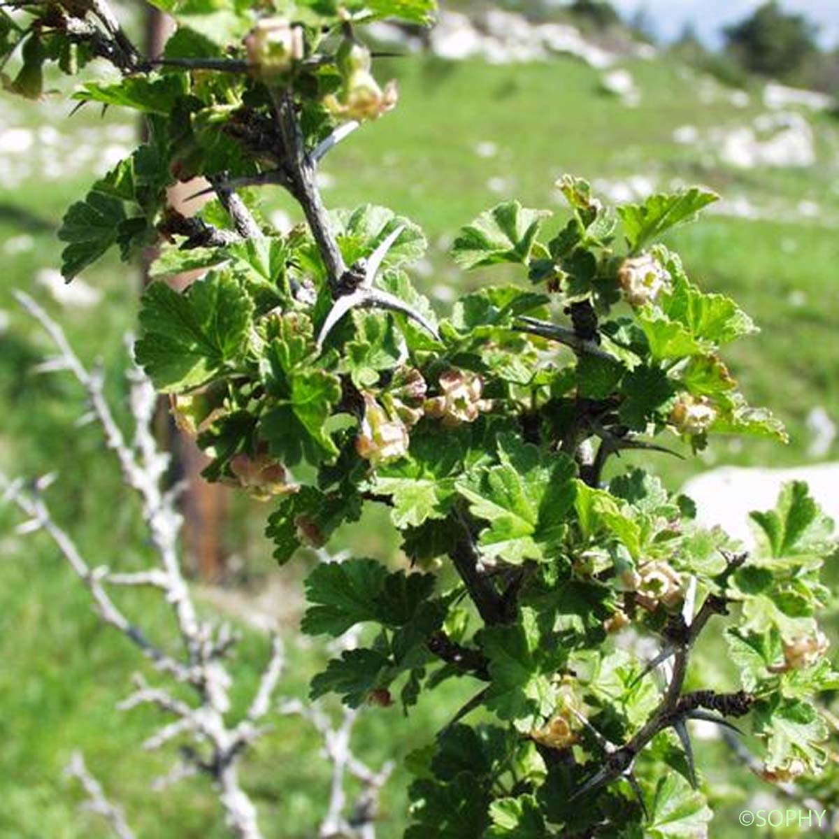 Groseillier à maquereaux - Ribes uva-crispa