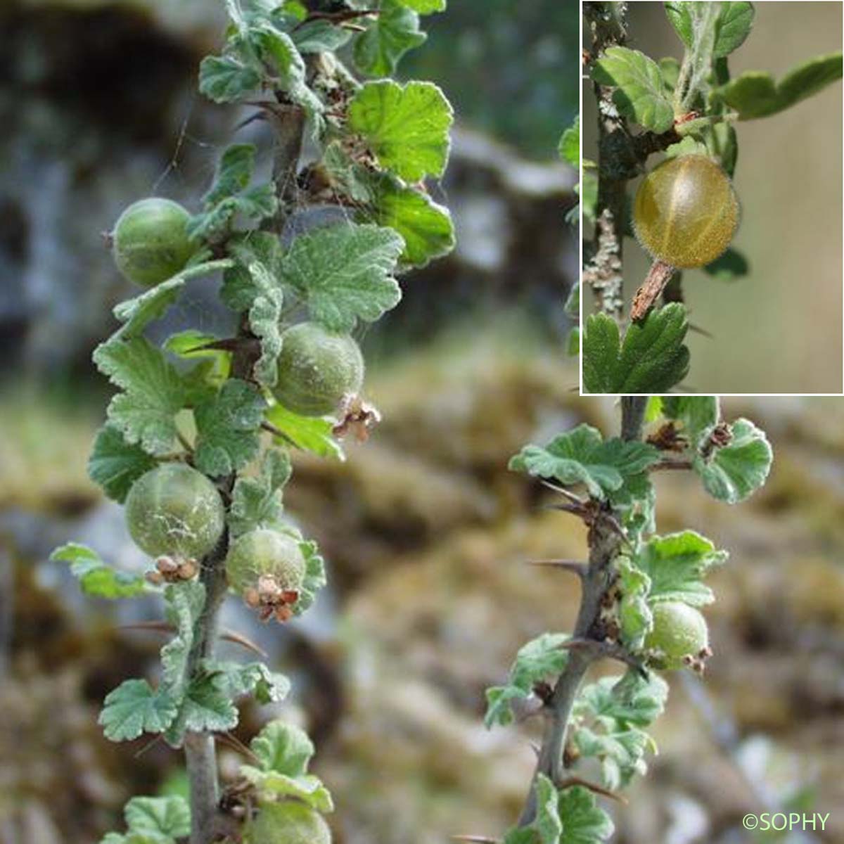 Groseillier à maquereaux - Ribes uva-crispa