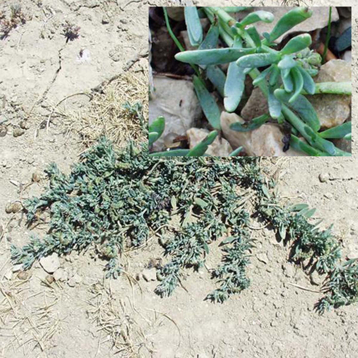 Héliotrope de Curaçao - Heliotropium curassavicum