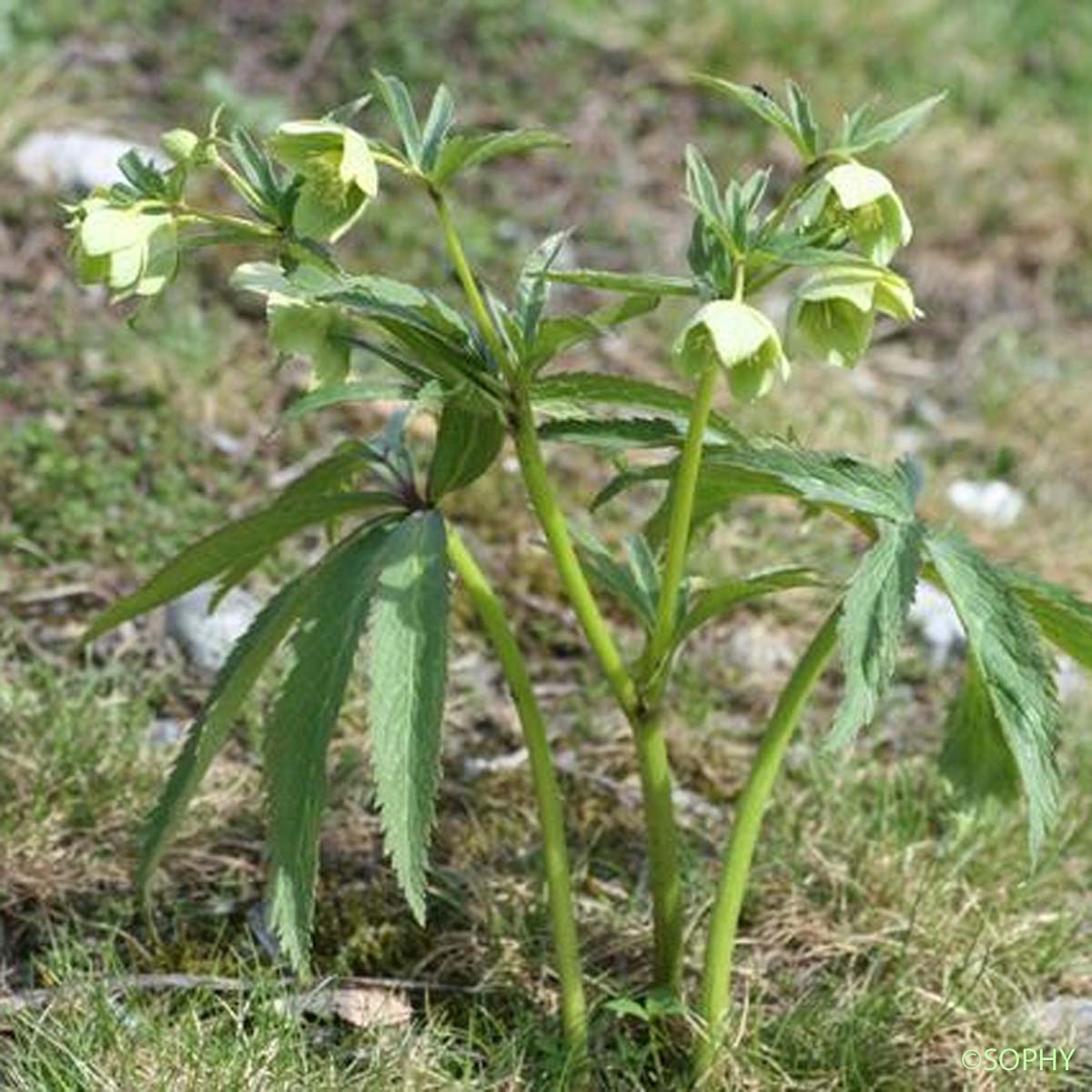 Hellébore vert - Helleborus viridis
