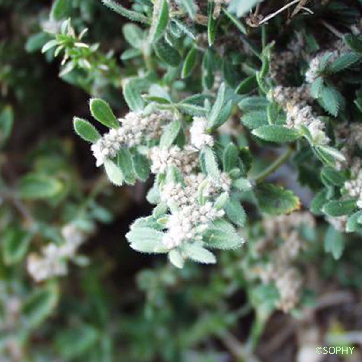 Herniaire blanchâtre - Herniaria incana