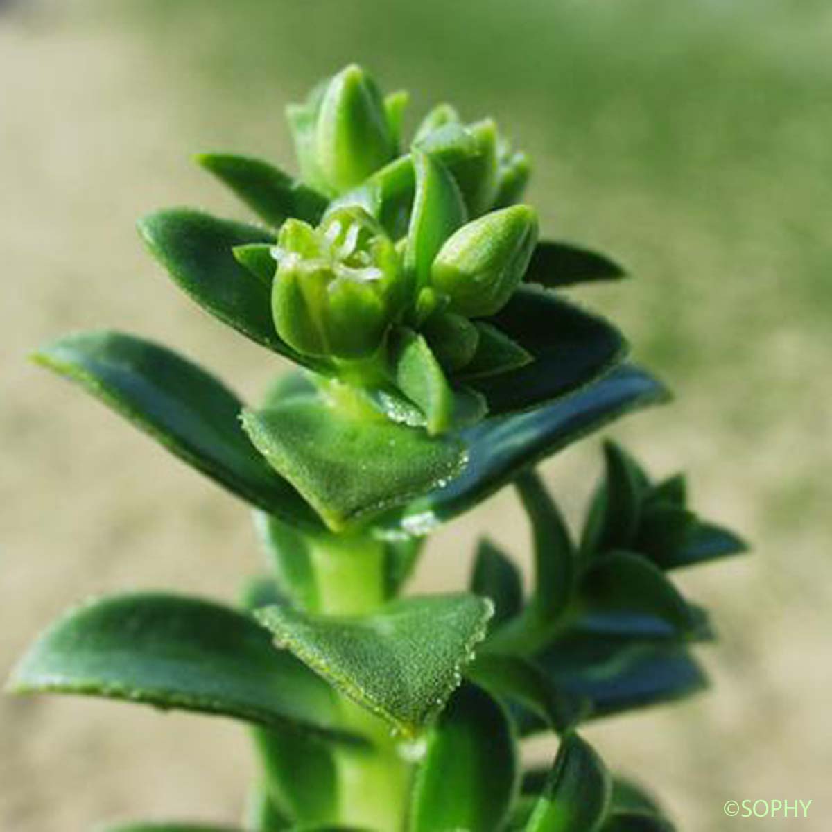 Honkénie faux pourpier - Honckenya peploides subsp. peploides