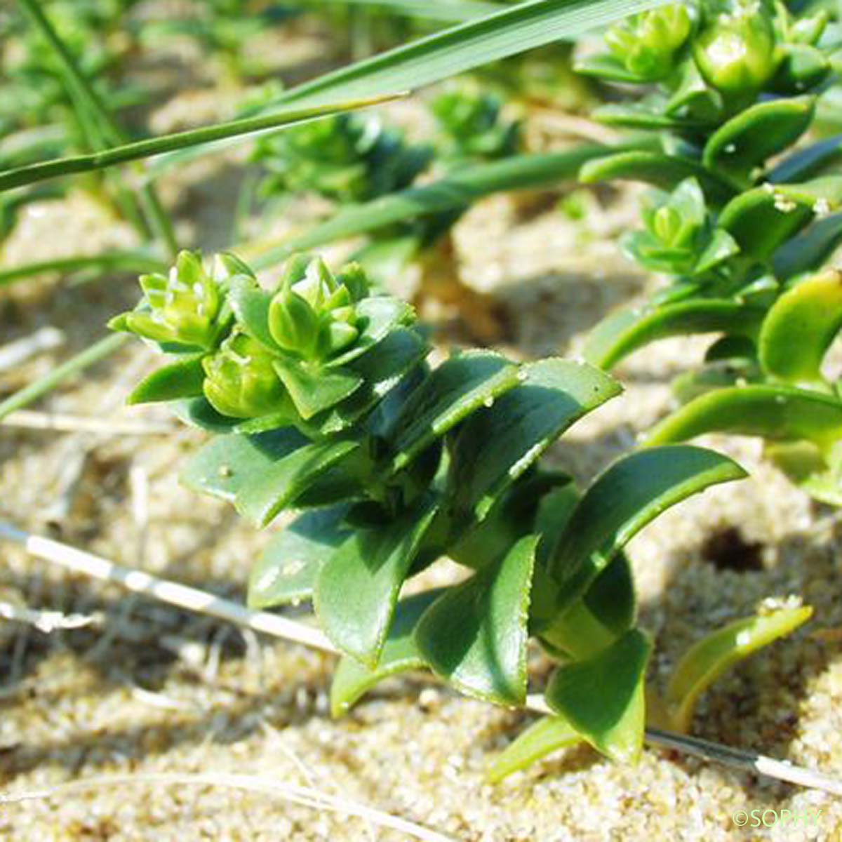 Honkénie faux pourpier - Honckenya peploides subsp. peploides
