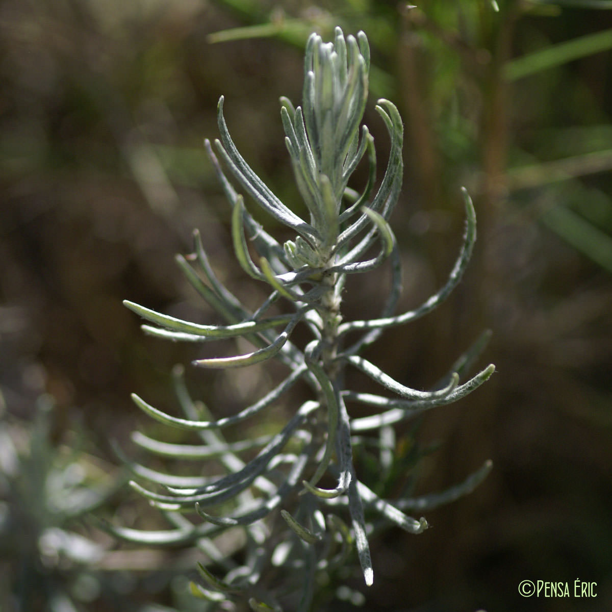 Immortelle - Helichrysum stoechas subsp. stoechas
