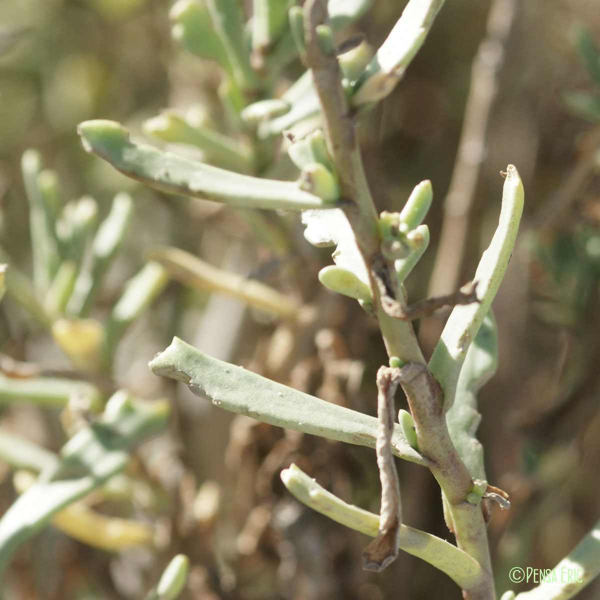Inule fausse criste - Limbarda crithmoides subsp. longifolia