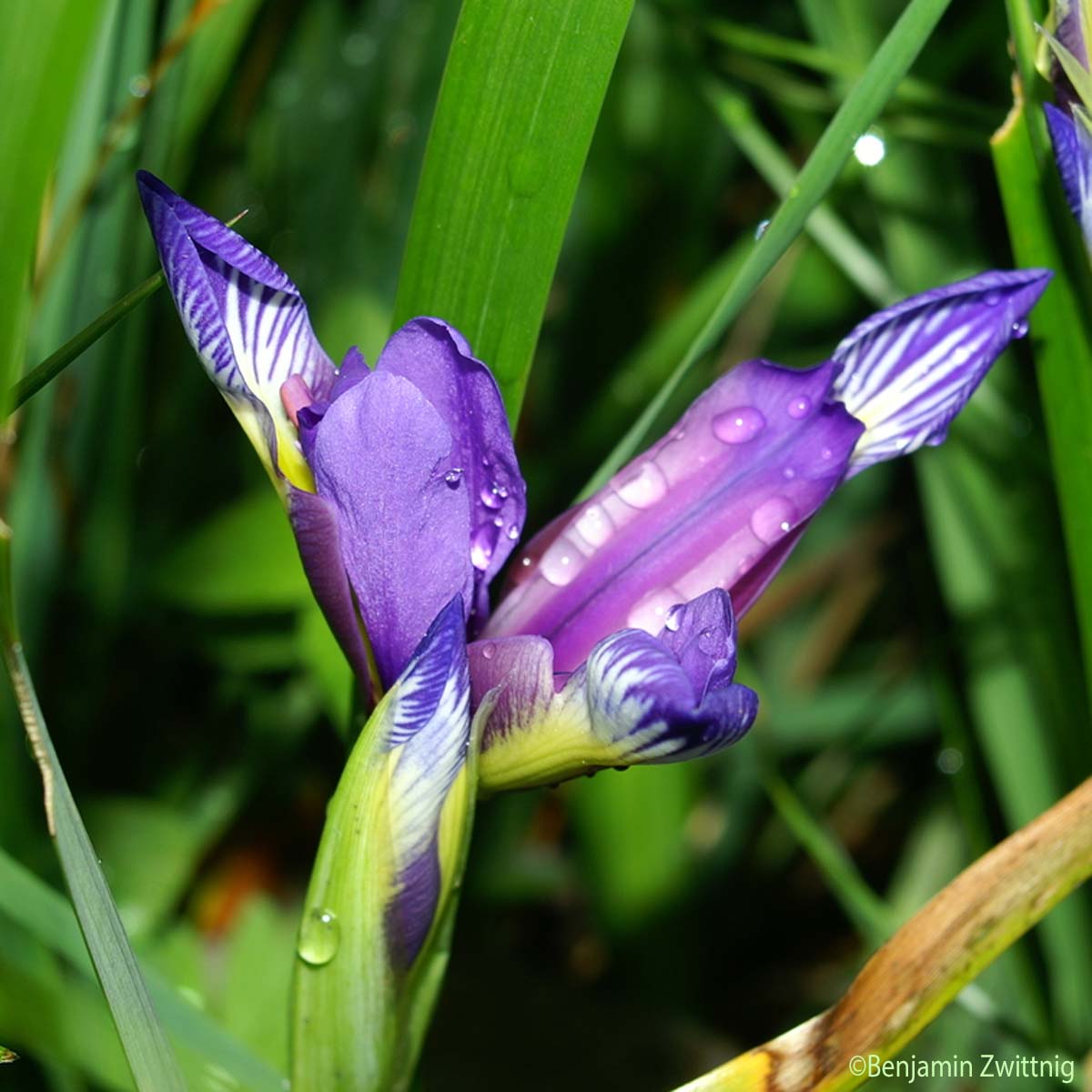 Iris à feuilles de graminées - Iris graminea