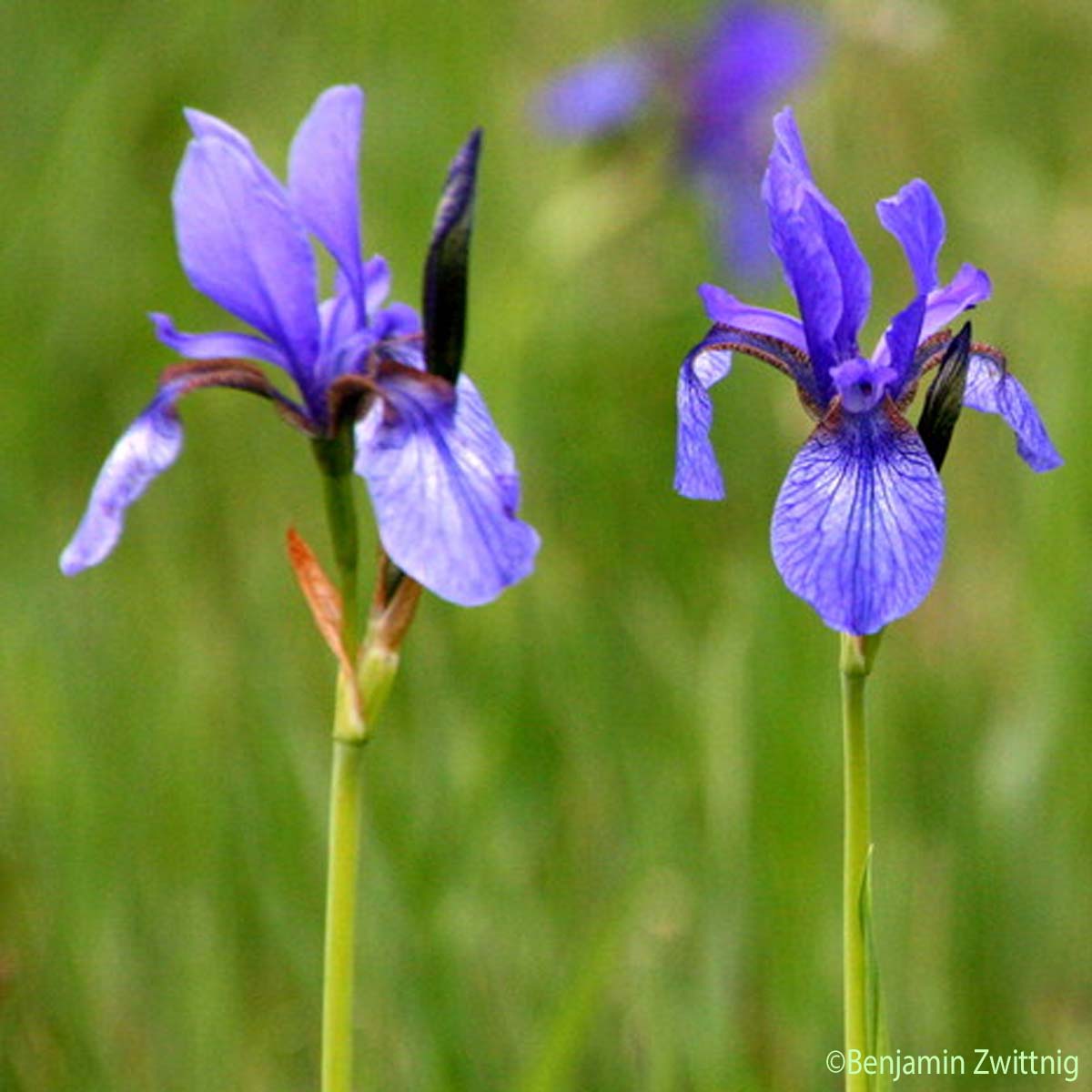 Iris de Sibérie - Iris sibirica