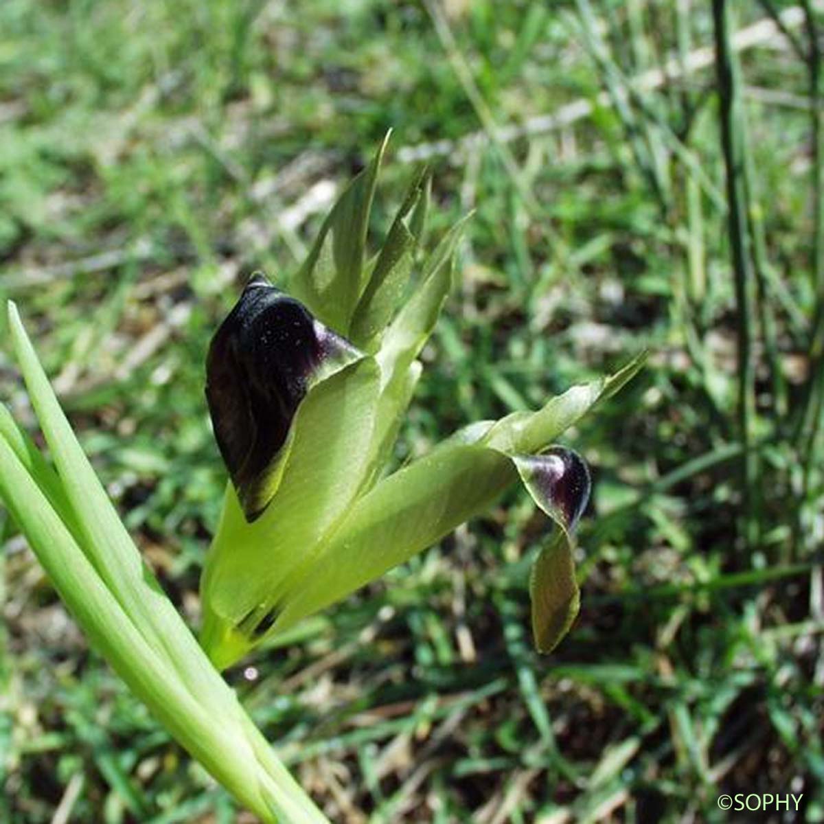 Iris des serpents - Iris tuberosa