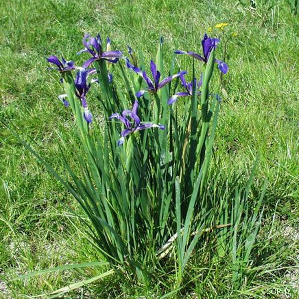 Iris maritime - Iris reichenbachiana