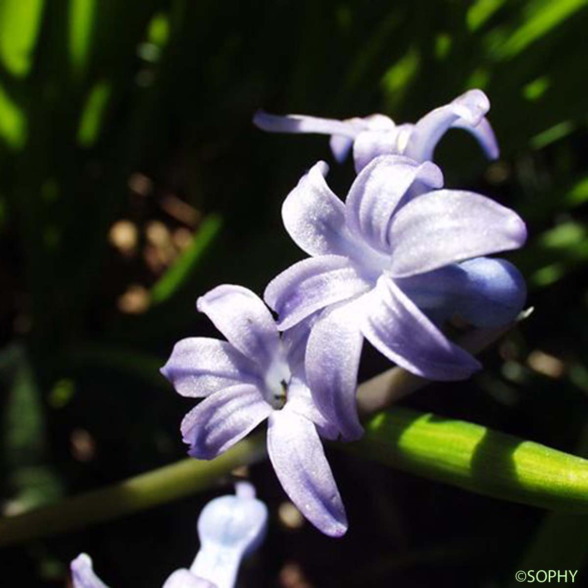 Jacinthe d'orient - Hyacinthus orientalis