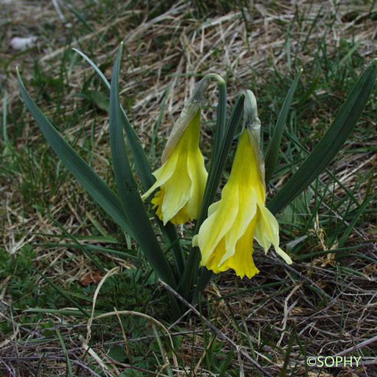 Jonquille - Narcissus jonquilla subsp. jonquilla
