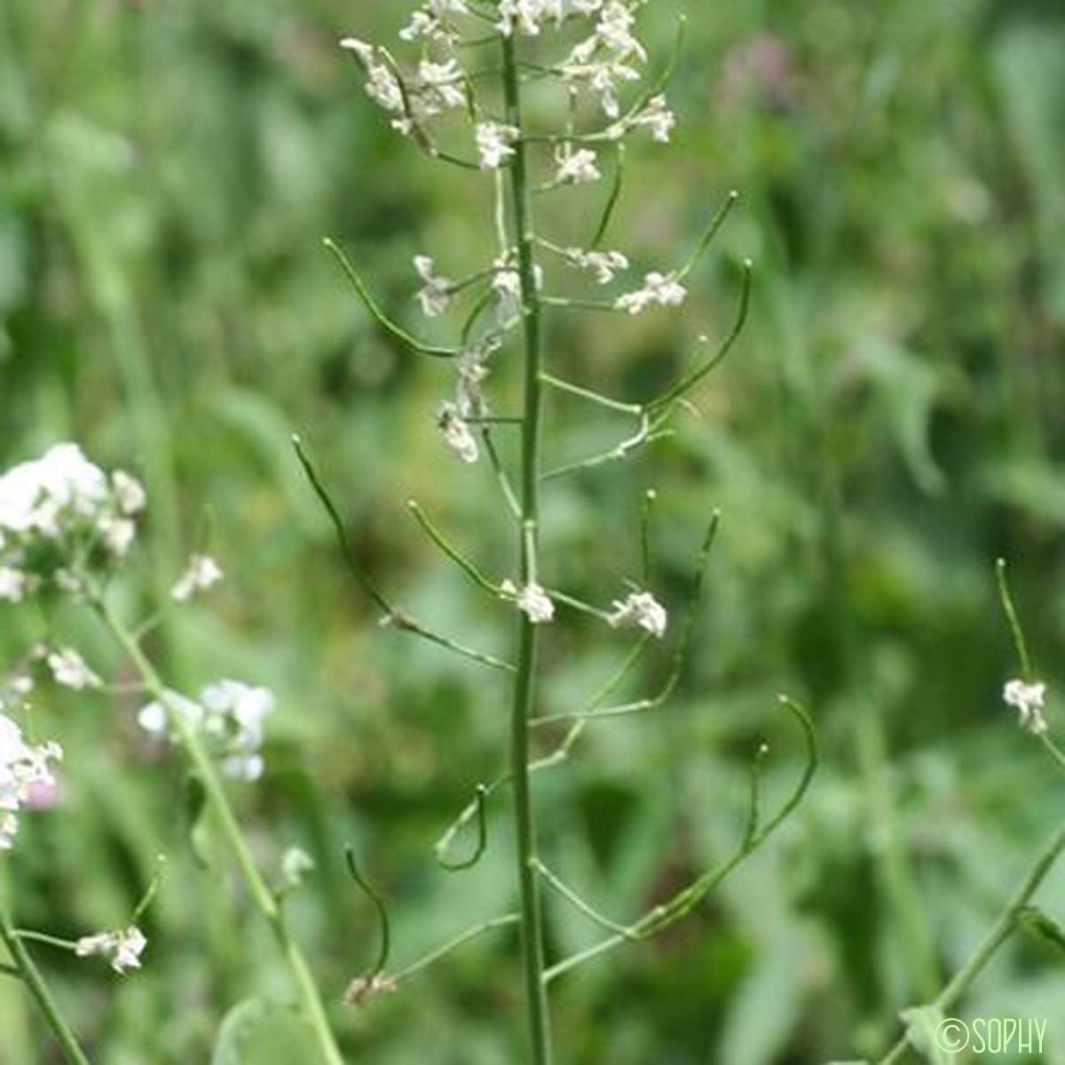 Julienne blanche - Hesperis matronalis subsp. nivea
