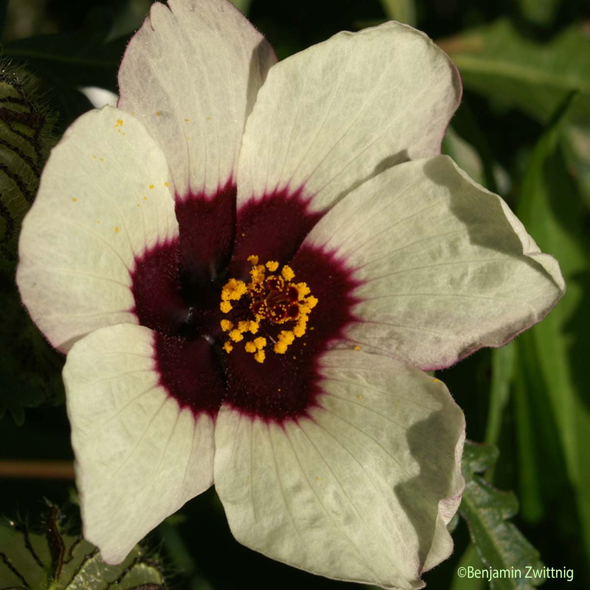 Ketmie trilobée - Hibiscus trionum