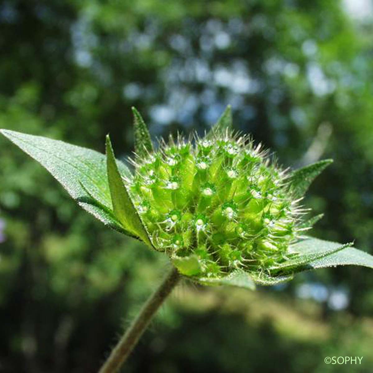 Knautie à feuilles entières - Knautia integrifolia