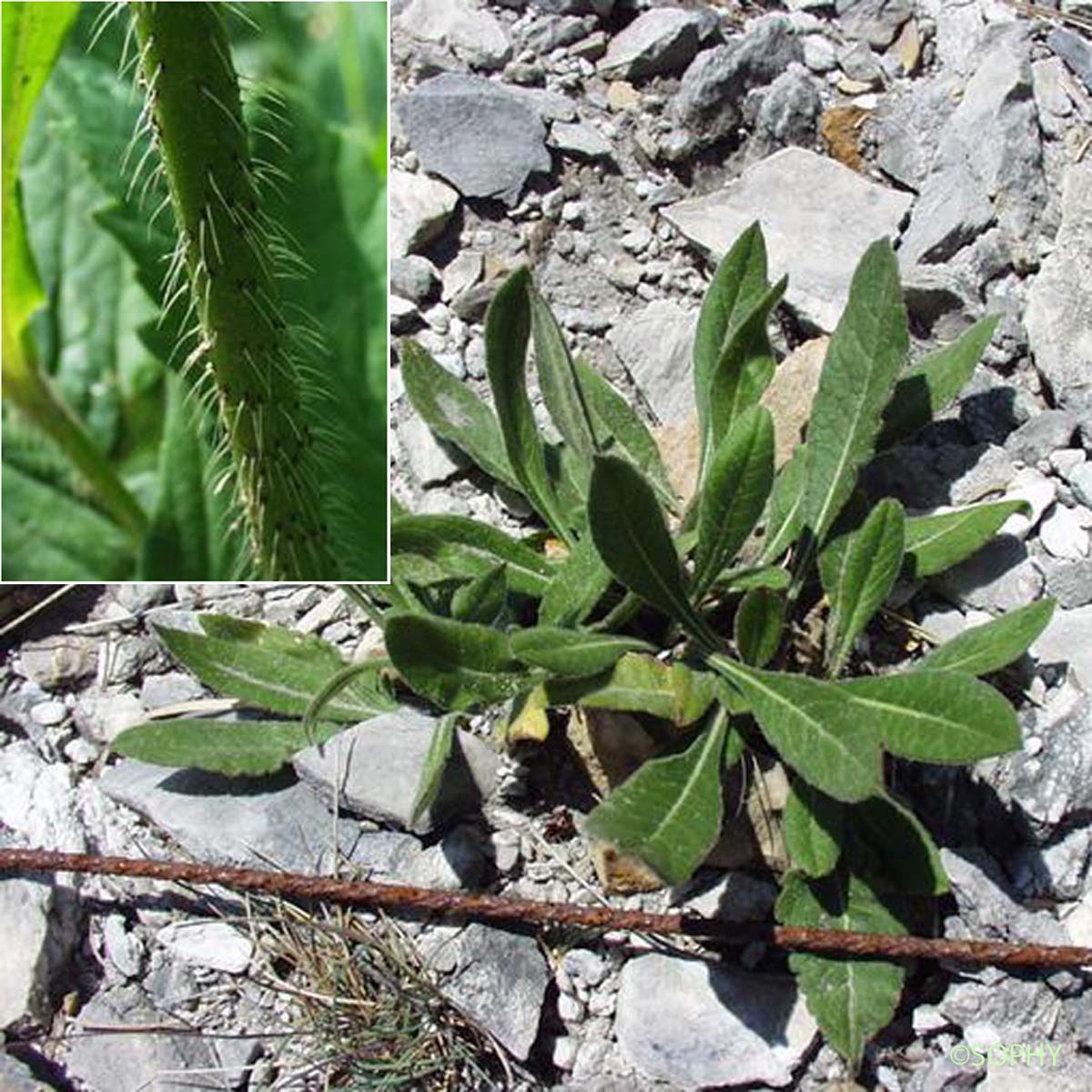 Knautie à feuilles entières - Knautia integrifolia