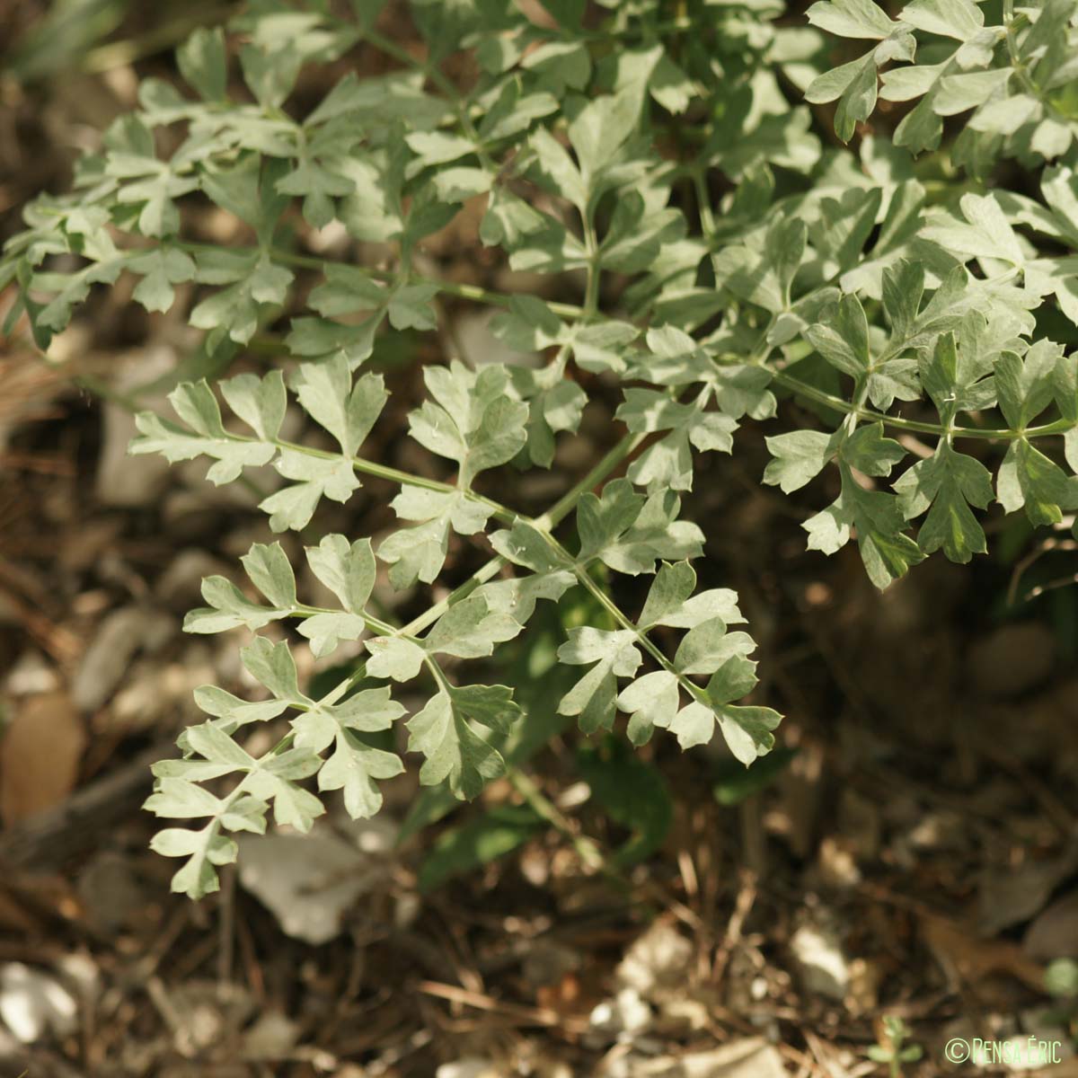 Laser de France - Laserpitium gallicum subsp. gallicum