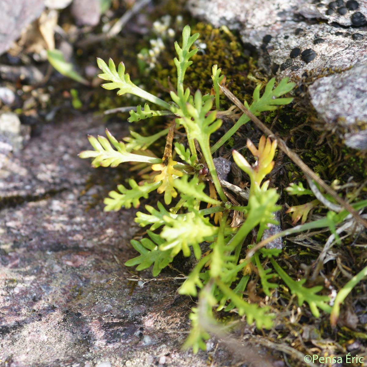 Leucanthème des Alpes - Leucanthemopsis alpina subsp. alpina