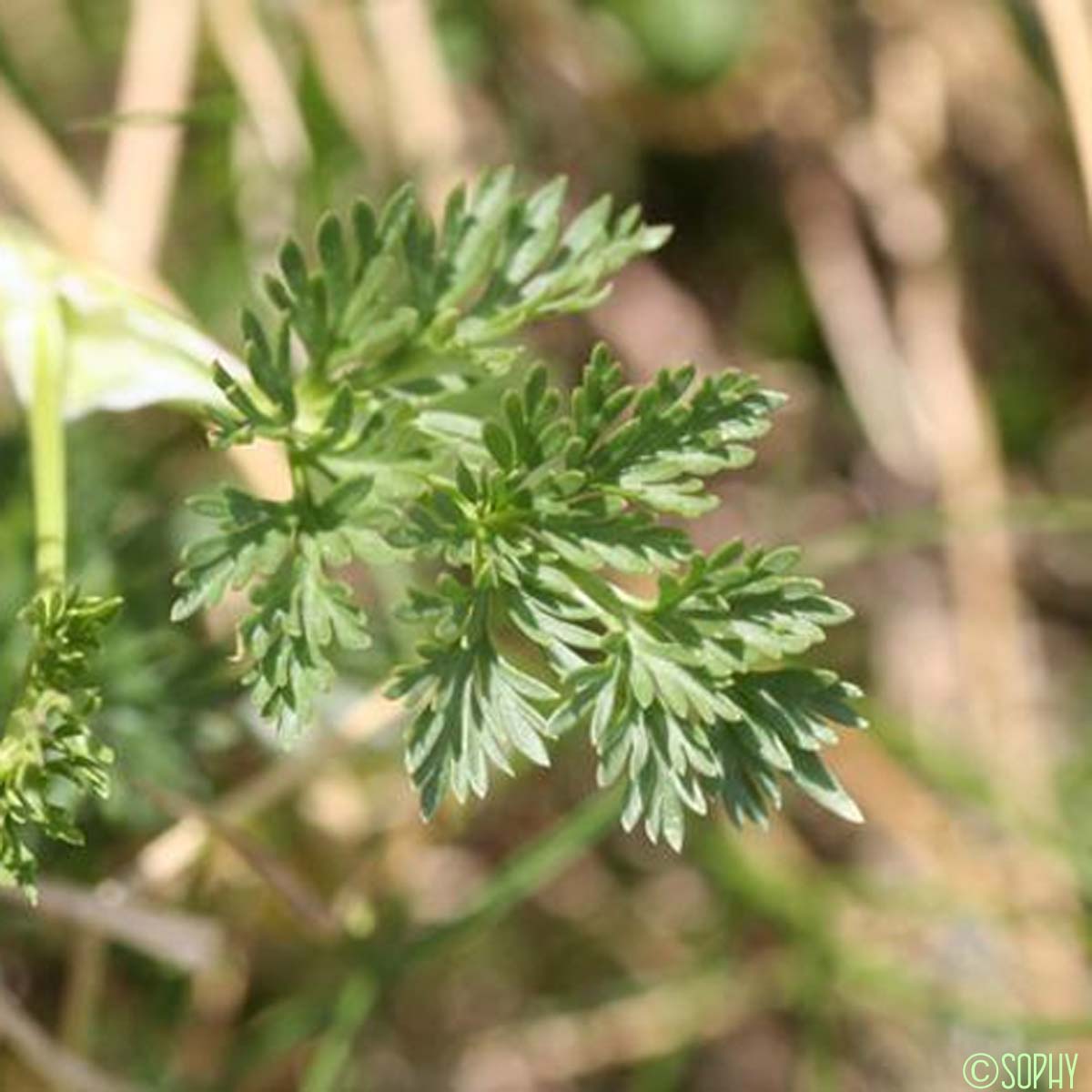 Ligustique fausse-mutelline - Pachypleurum mutellinoides subsp. mutellinoides