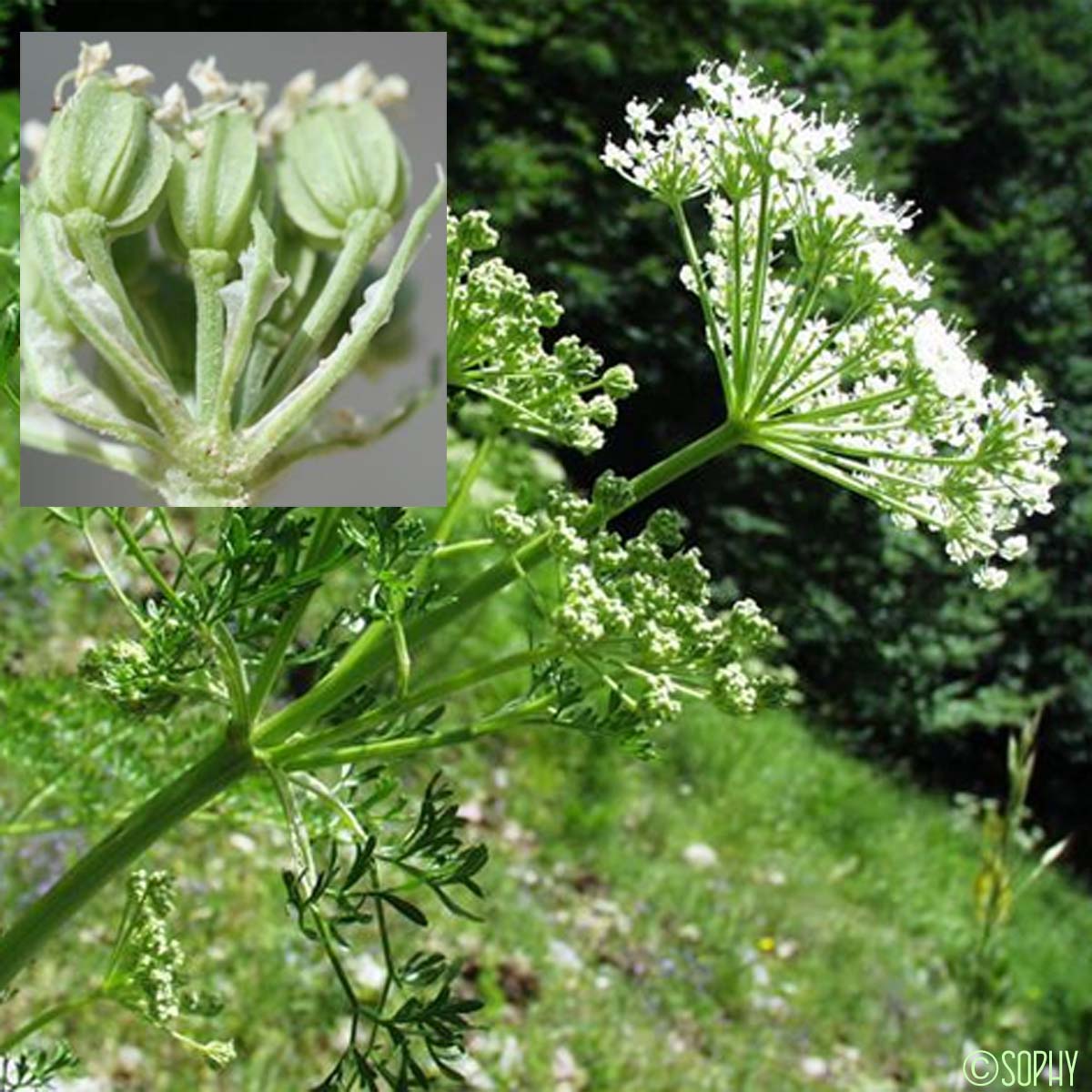 Ligustique luisante - Coristospermum lucidum subsp. lucidum