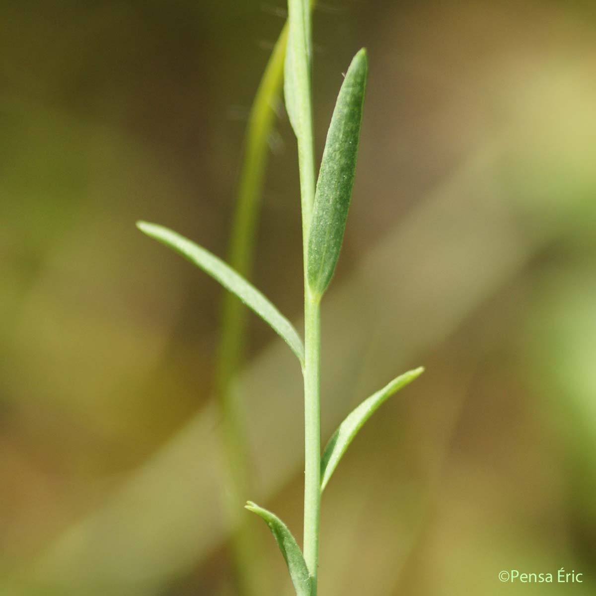 Lin à feuilles étroites - Linum usitatissimum subsp. angustifolium