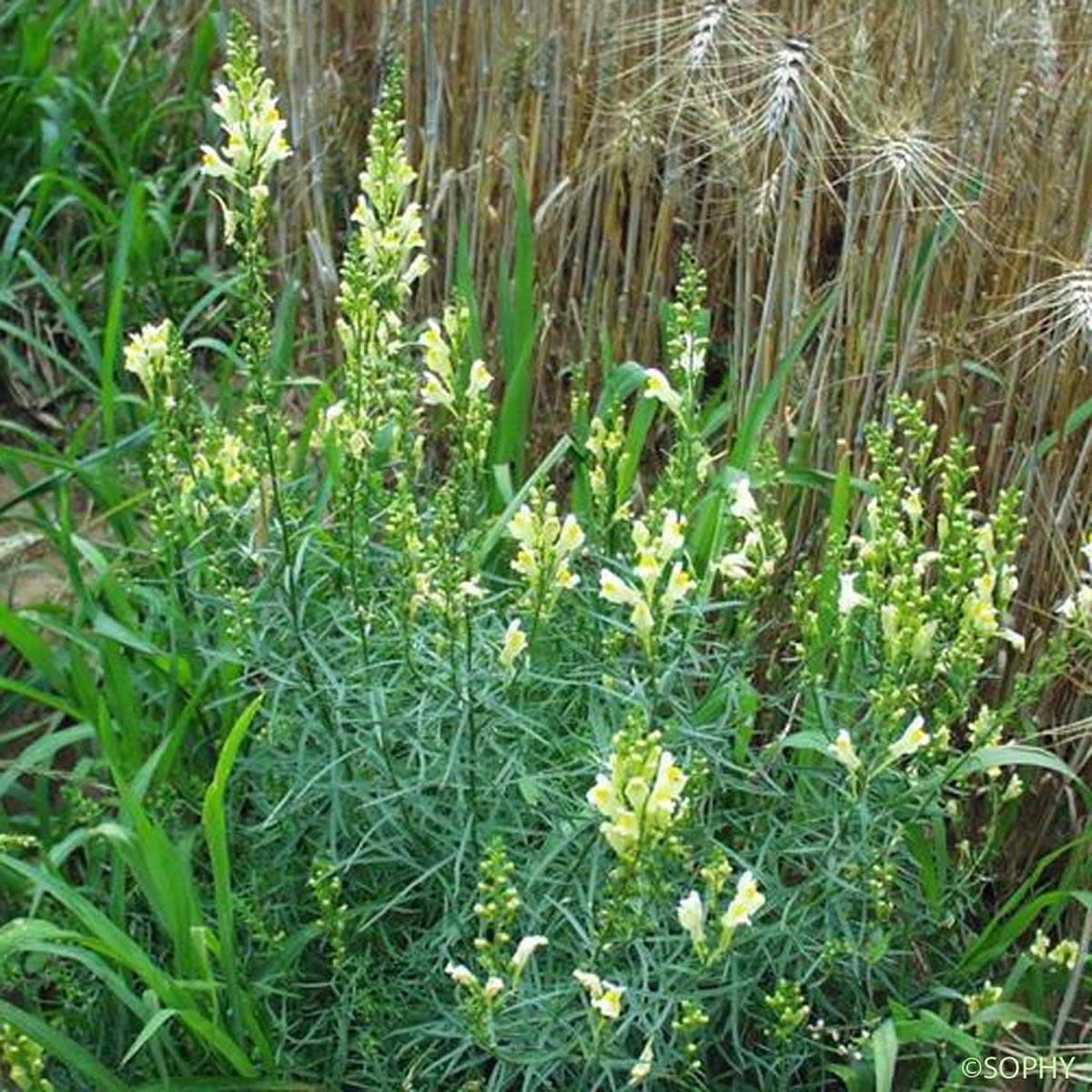 Linaire commune - Linaria vulgaris