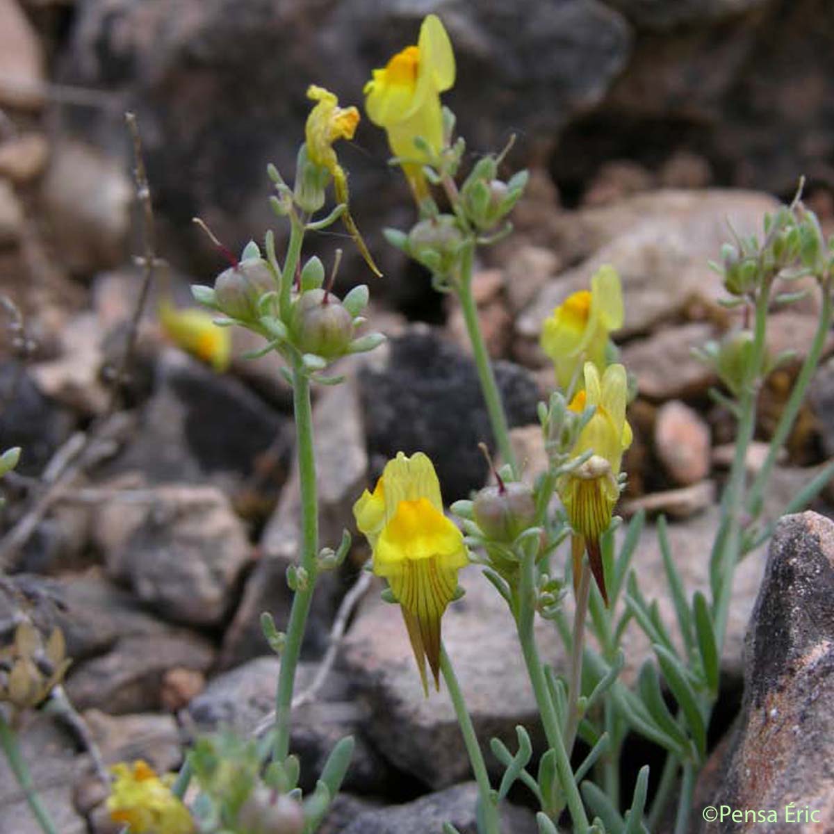 Linaire couchée - Linaria supina