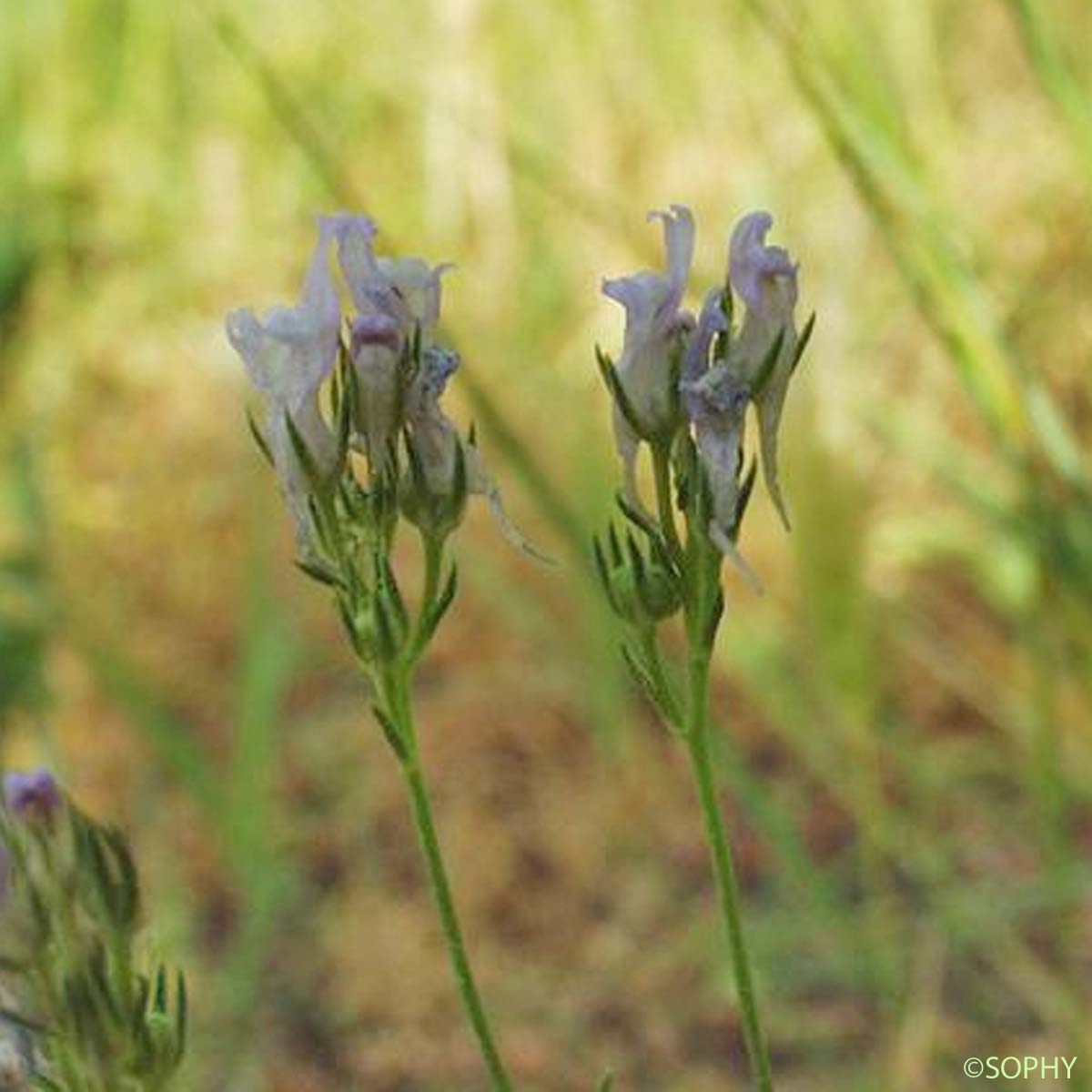 Linaire de Chalep - Linaria chalepensis