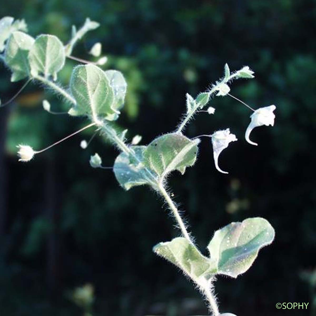 Linaire grecque - Kickxia commutata subsp. commutata