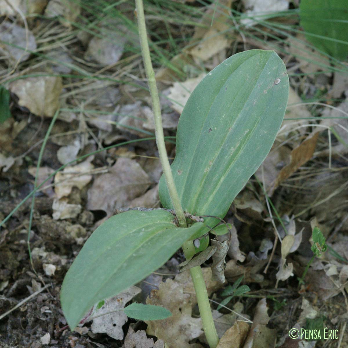 Listère à feuilles ovales - Neottia ovata