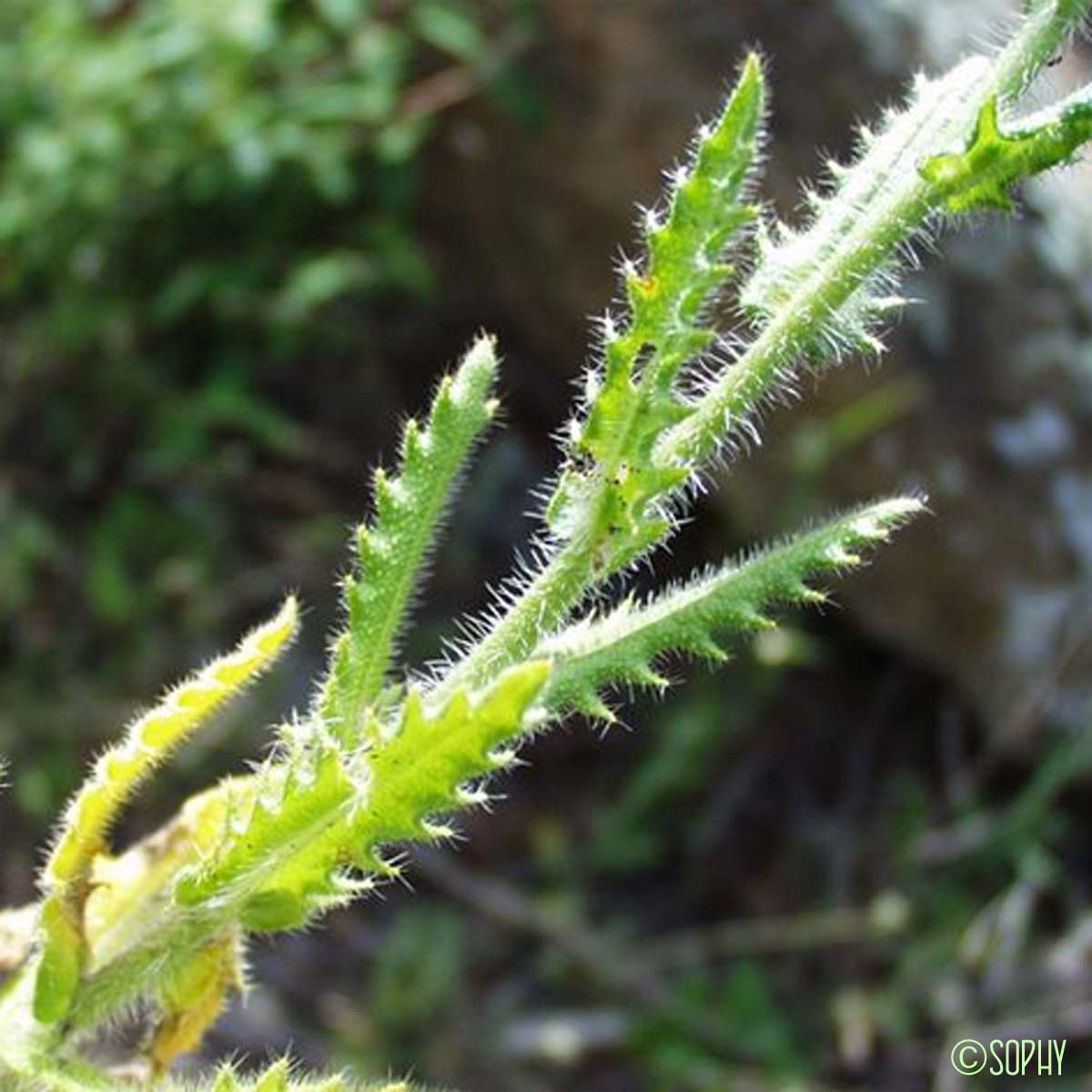 Lunetière à feuilles de Chicorée - Biscutella cichoriifolia