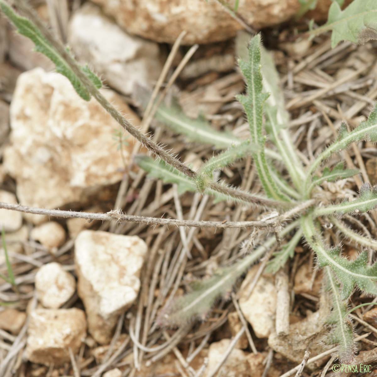 Lunetière lisse - Biscutella laevigata subsp. varia