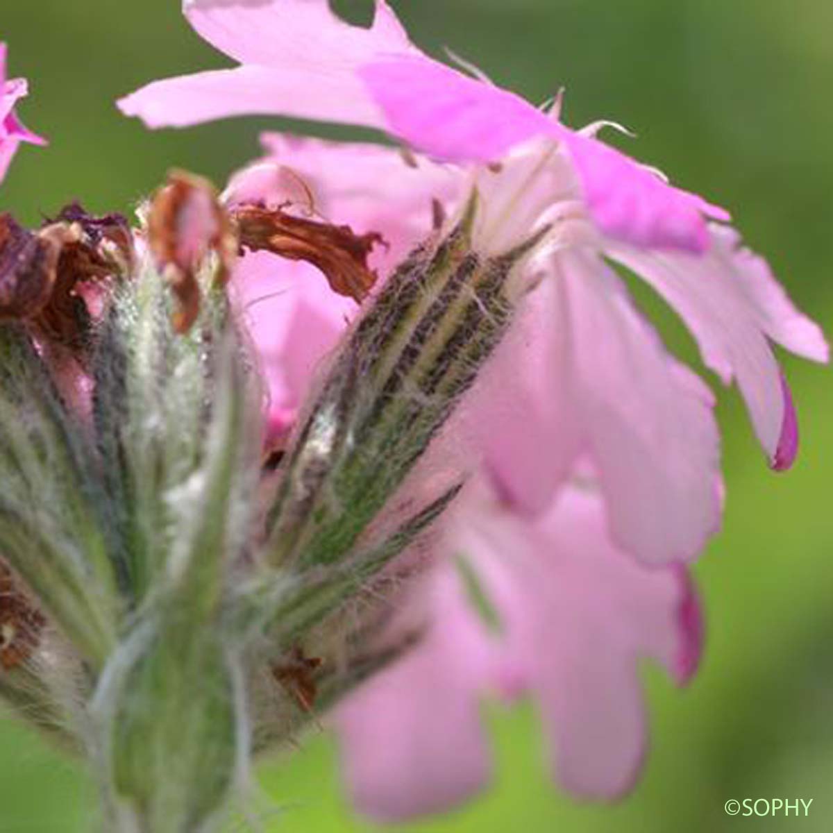 Lychnis fleur de Jupiter - Lychnis flos-jovis