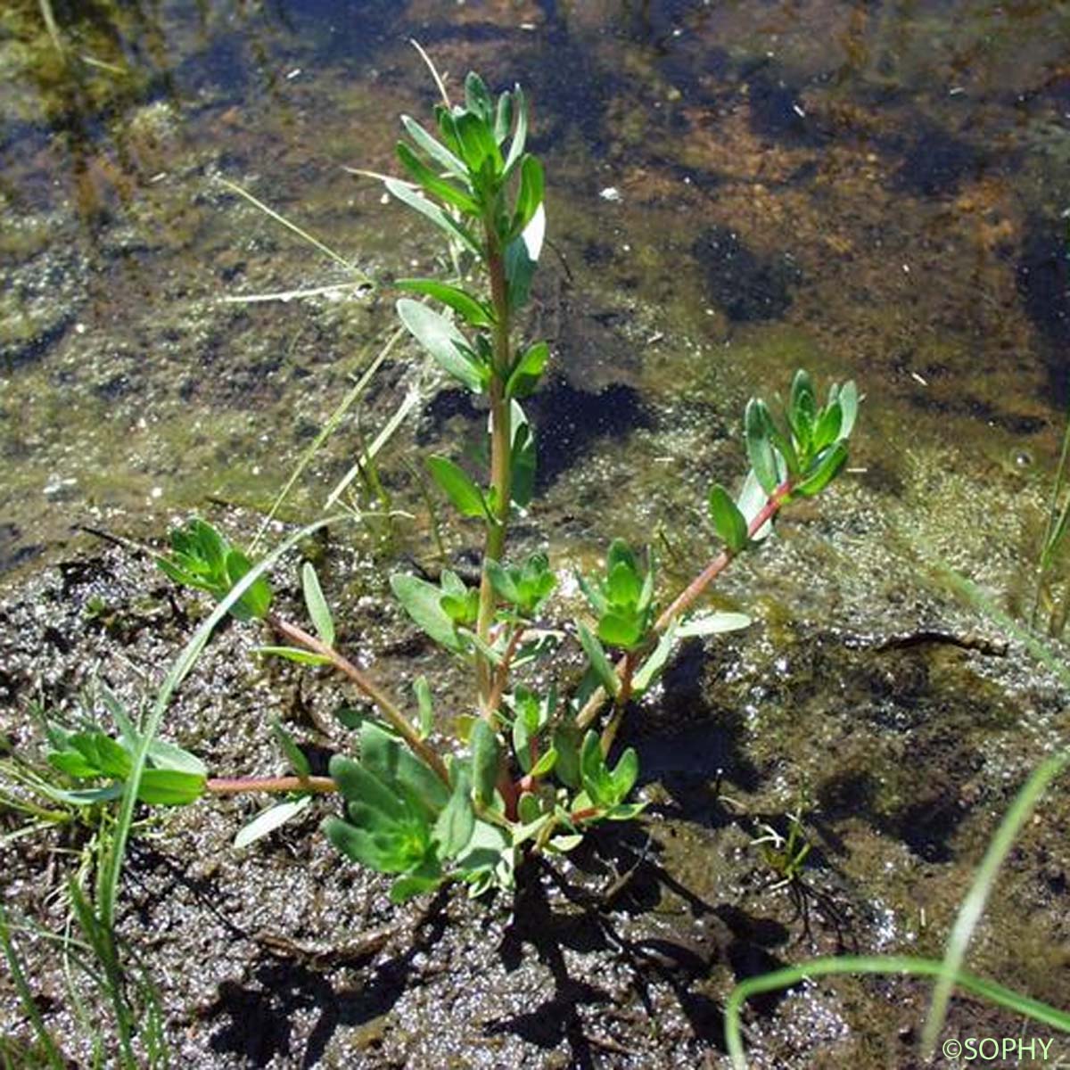 Lythrum à feuilles d'Hysope - Lythrum hyssopifolia