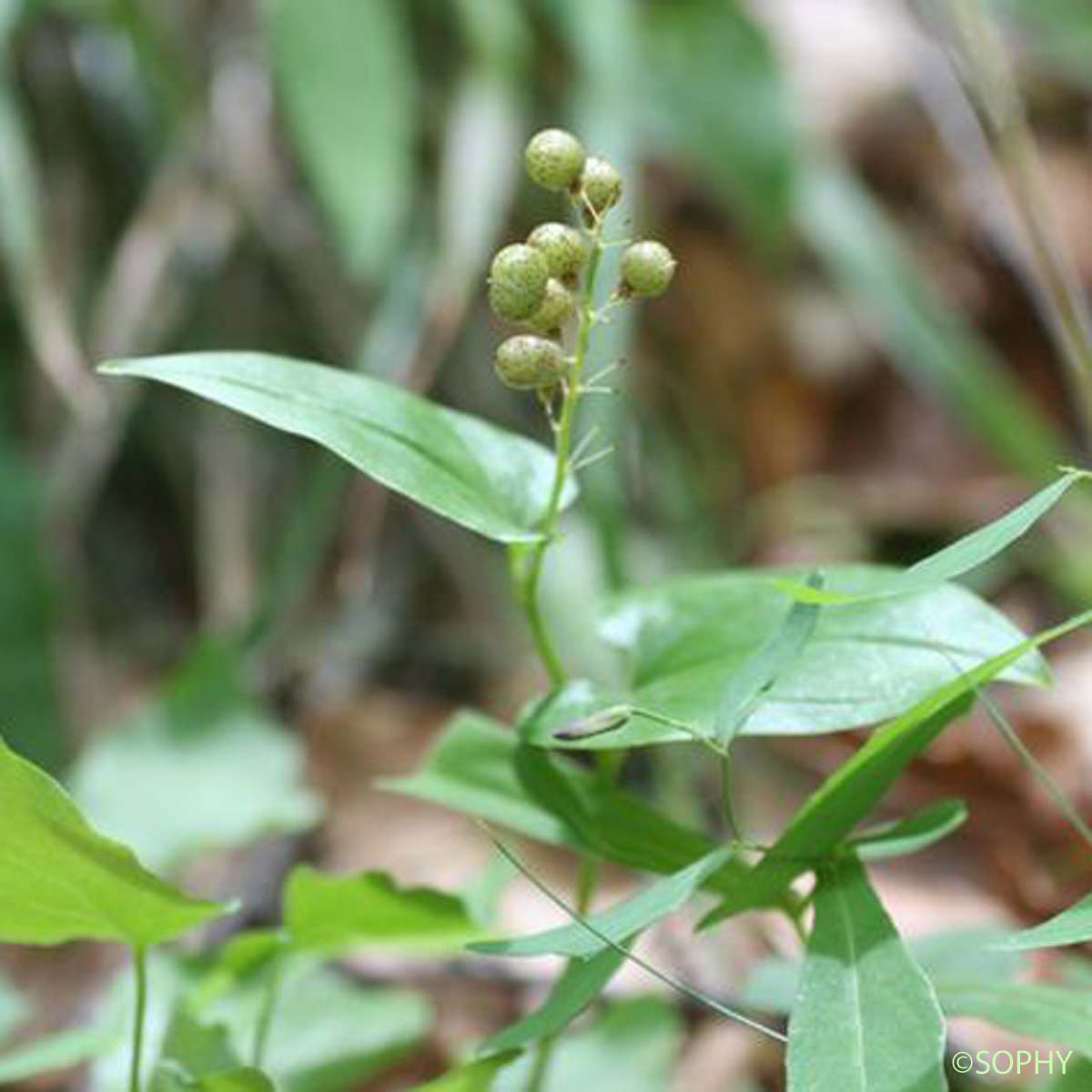 Maïanthème - Maianthemum bifolium