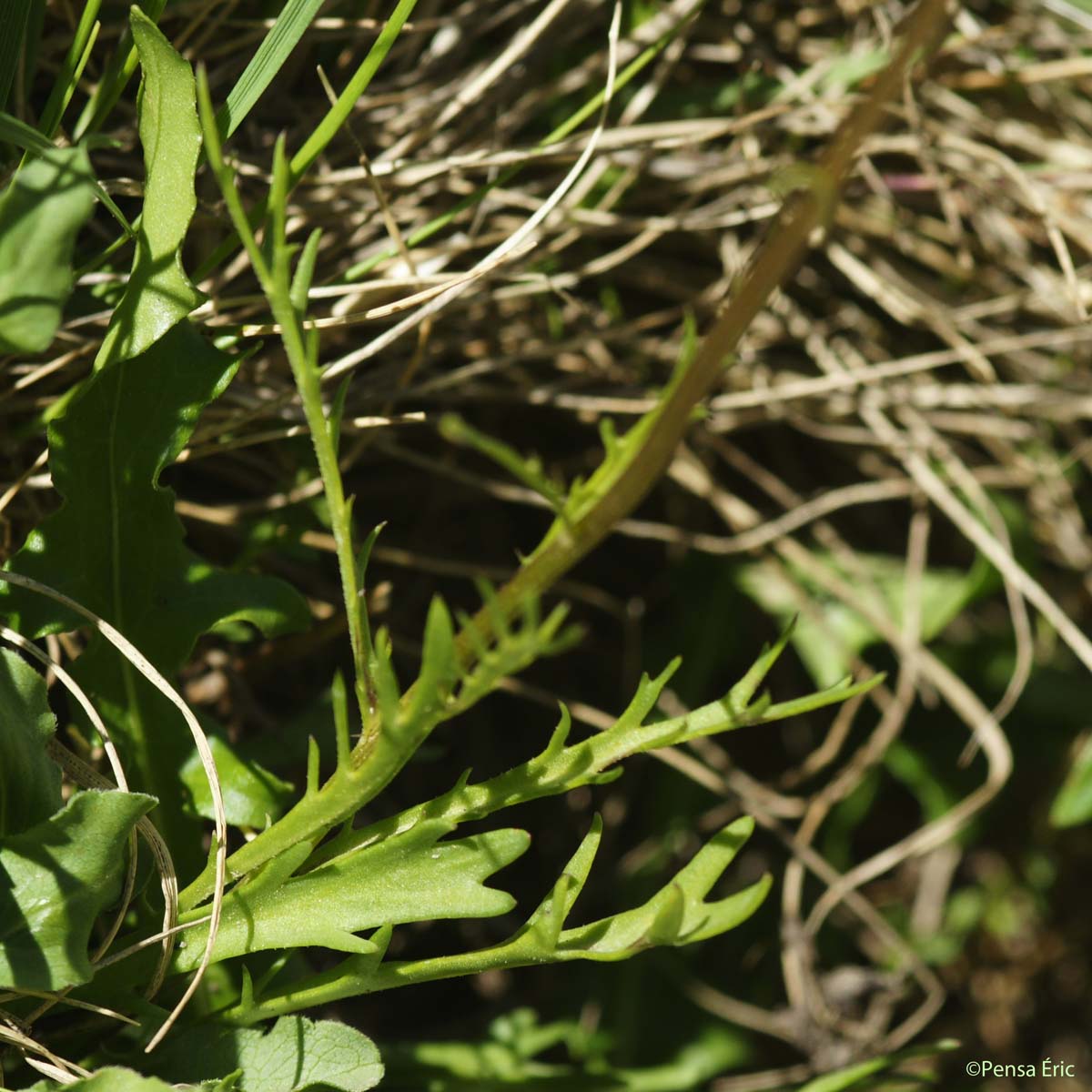 Marguerite à feuilles de coronope - Leucanthemum coronopifolium subsp. coronopifolium