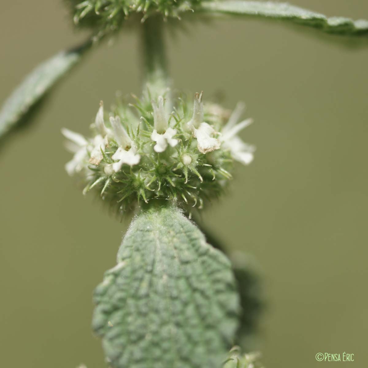 Marrube blanc - Marrubium vulgare