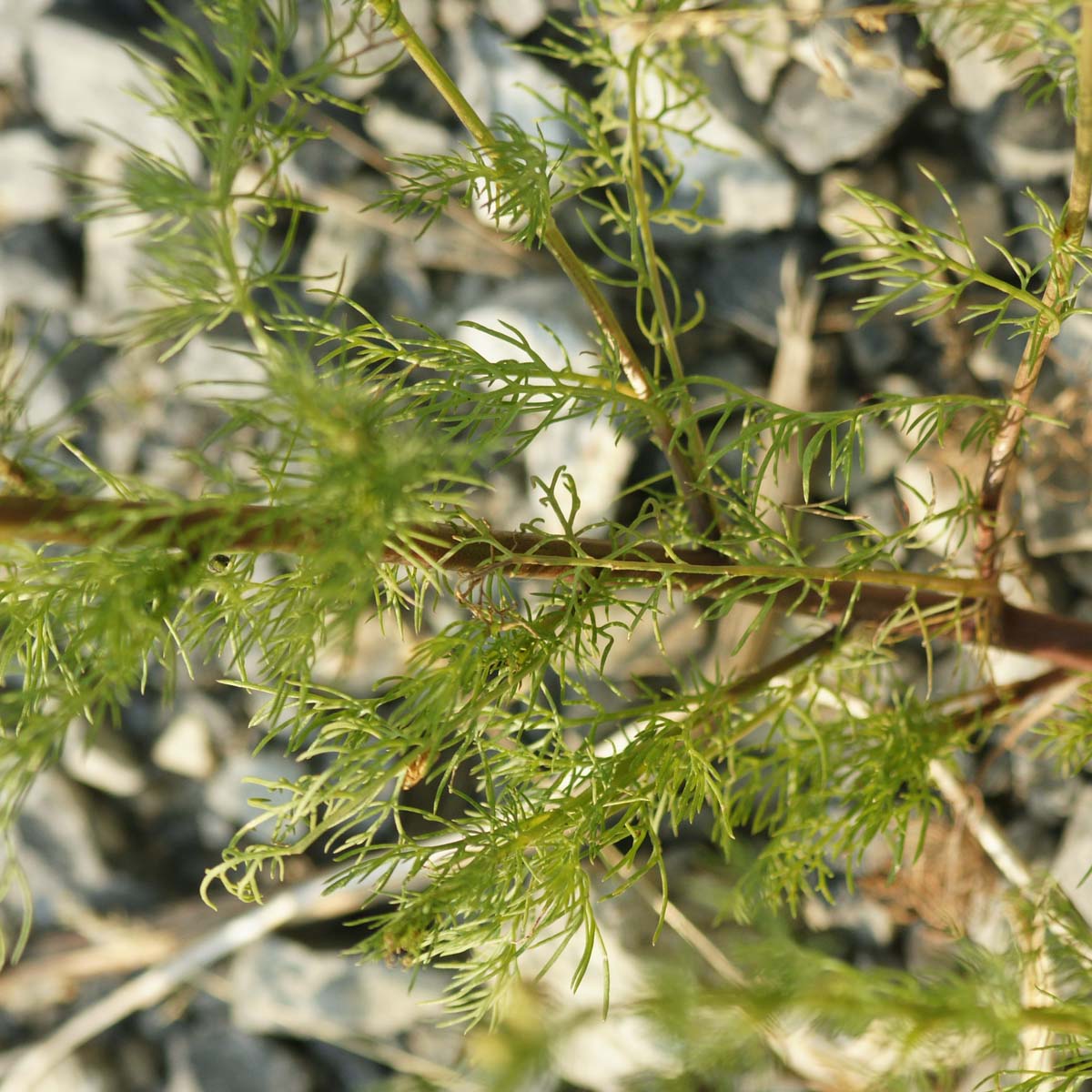 Matricaire inodore - Tripleurospermum inodorum