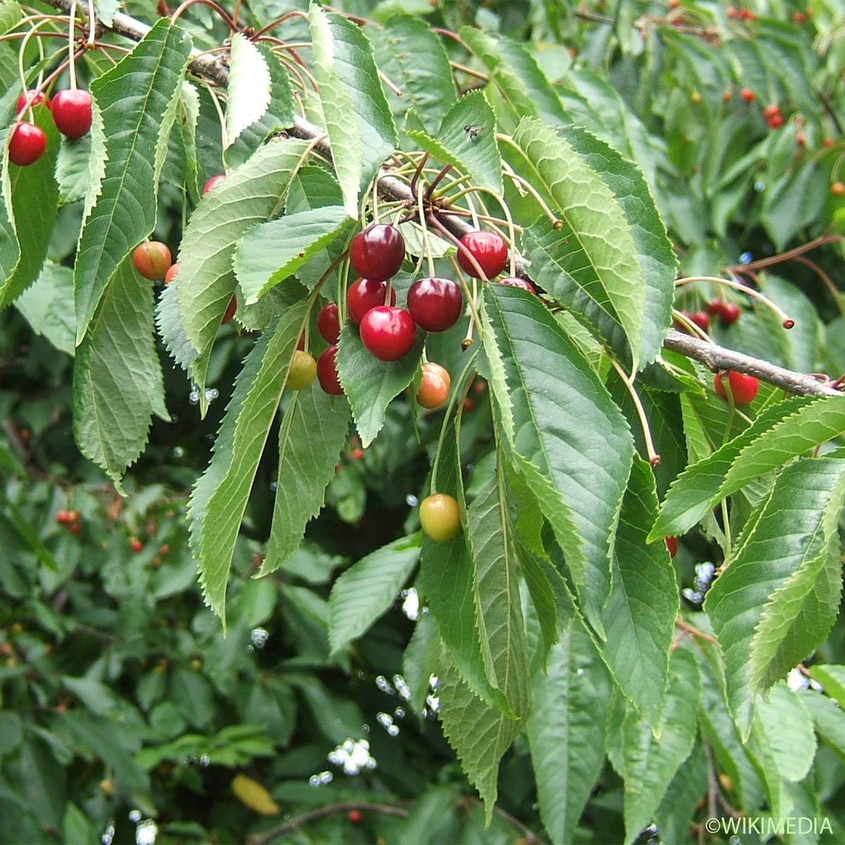 Merisier - Prunus avium