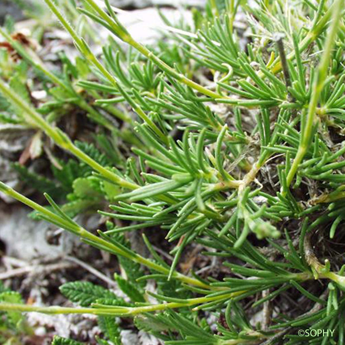 Minuartie à feuilles capillaires - Minuartia capillacea