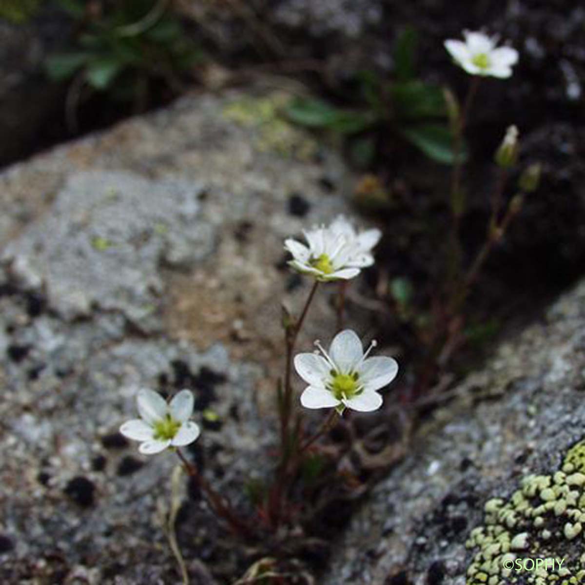 Minuartie de printemps - Minuartia verna subsp. verna